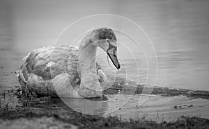 Grown-up cygnet in the river black-and-white image