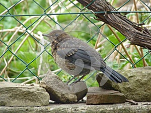 Grown-up juvenile common blackbird Turdus merula sitting on a stone in the garden