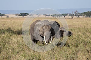 A grown up male elephant protecting its herd