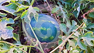 Grown watermelon fruit on the plant