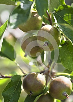 Growning apples