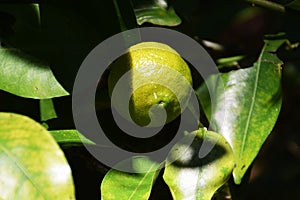 Grows of citrus fruits