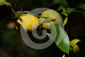 Grows of citrus fruits