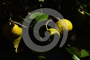 Grows of citrus fruits