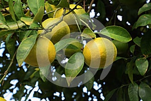 Grows of citrus fruits