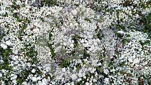 Natural Mountain White Moss Covering Hills Above View photo