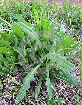 It grows in nature Lactuca serriola