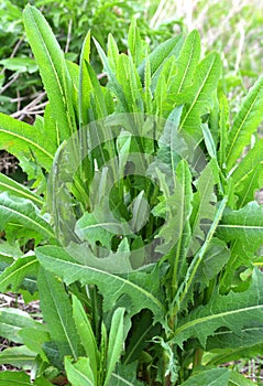 It grows in nature Lactuca serriola