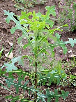 It grows in nature Lactuca serriola