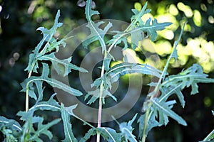 It grows in nature Lactuca serriola