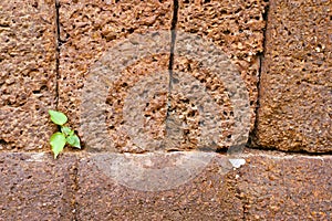 Growth at any circumstances