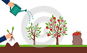 Growth of apple tree and harvesting. Hand plants a sapling of fruit tree. Cultivation process of fruit. Seedling plant with leafs
