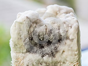 Growth of aspergillosis Aspergillus flavus on bread surface, close up. Black mold macro photo