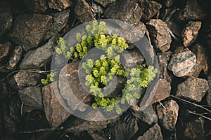 Growth through big rock, grow through difficult circumstances