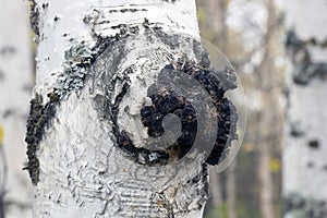 Growth on the birch - medicinal mushroom chaga.