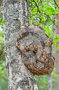 Growth on a birch tree trunk