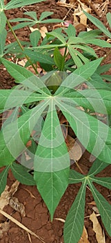Growth of cassava leaves in the yard of the house