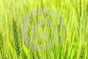 Growth cereal field agriculture wheat background. Green wheat growing field grain ears of barley green rye grain farm