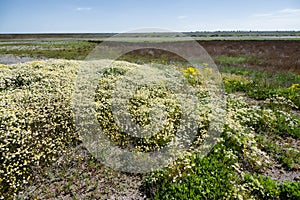 The growth of chamomile