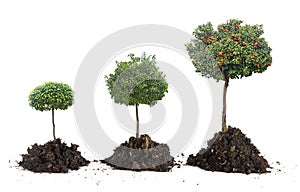 Growth of citrus trees