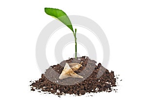 Growth, close up of small plant growing up from soil with fallen leaf isolated on white background