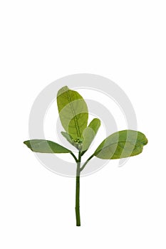 Growth, close up of small plant growing up from soil isolated on white background.