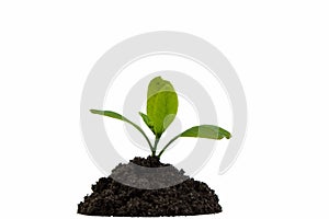 Growth, close up of small plant growing up from soil isolated on white background.