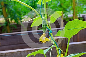 Growth of crop in garden greenhouse yields green small cucumbers