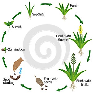 A growth cycle of a aloe vera plant on a white background.