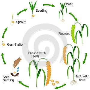 A growth cycle of foxtail millet plant on a white background.
