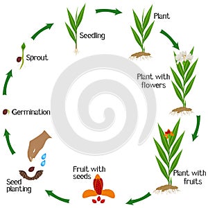 A growth cycle of hedychium coronarium ginger plant on a white background.