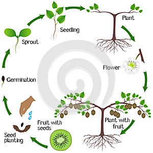 A growth cycle of a kiwi plant on a white background.