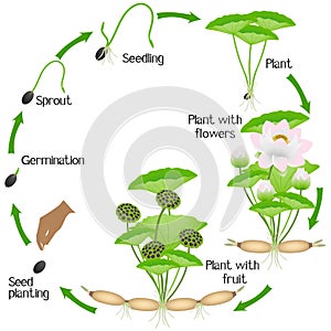 A growth cycle of lotus plant on a white background.