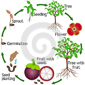 A growth cycle of a mangosteen tree on a white background.