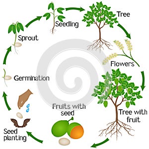 A growth cycle of melicoccus bijugatus spanish lime or ginepa, mamoncillo plant.