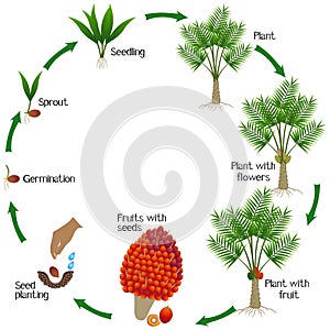 A growth cycle of oil palm tree on a white background