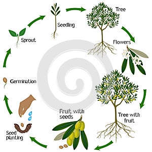 A growth cycle of a olive tree on a white background.