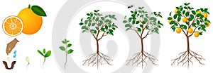 The growth cycle of an orange plant is isolated on a white background.