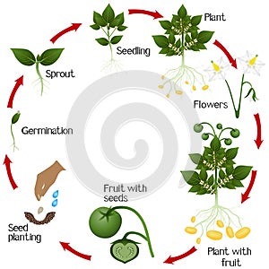 A growth cycle of potato growing from seeds, on a white background.