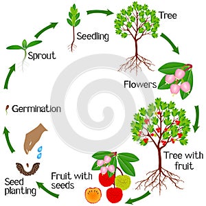 A growth cycle of a strawberry arbutus plant on a white background.