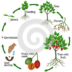 A growth cycle of tamarillo plant on a white background.