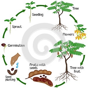 A growth cycle of tamarind plant on a white background.