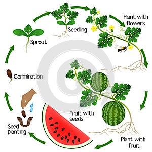 A growth cycle of a watermelon plant on a white background.