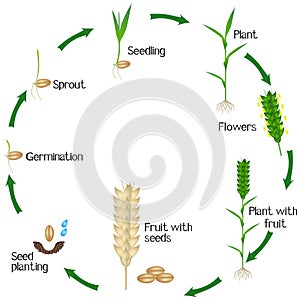 A growth cycle of a wheat plant is isolated on a white background.