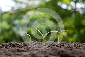 The growth and development of plants or trees growing from soil on green nature obscures