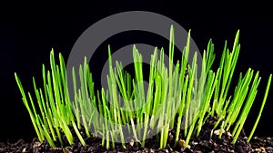 Growth of fresh new green grass