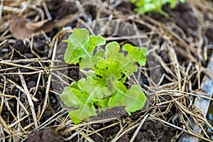 Growth fresh vegetable salad garden at organic farm. Argiculture concept