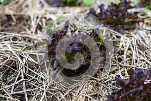 Growth fresh vegetable salad garden at organic farm. Argiculture concept