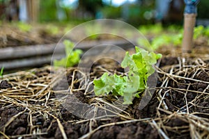 Growth fresh vegetable salad garden at organic farm. Argiculture concept