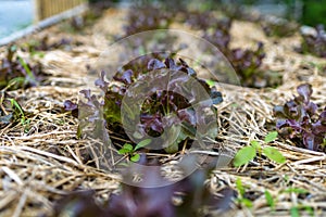 Growth fresh vegetable salad garden at organic farm. Argiculture concept